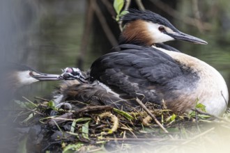 Great Crested Grebe (Podiceps Scalloped ribbonfish) with juveniles), Emsland, Lower Saxony,