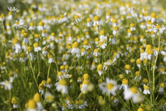Matricaria chamomilla (Matricaria chamomilla) at the edge of a field, Saxony, Germany, Europe