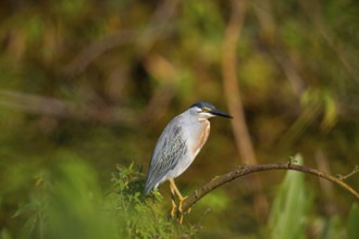 Mongrove Heron (Butorides striatus) Pantanal Brazil
