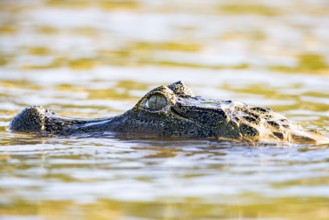Spectacled caiman (Caiman crocodilius) Panatanal Brazil