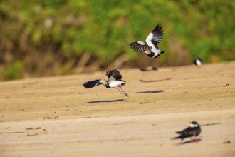 Bronze lapwing (Vanellus chilensis) Pantanal Brazil