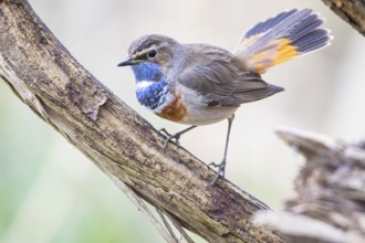 Bluethroat (Luscinia svecica cyanecula) Male Germany