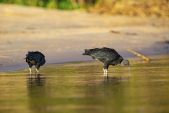 Raven Vulture (Coragyps atratus) Pantanal Brazil