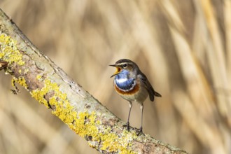 Bluethroat (Luscinia svecica cyanecula) Male Germany