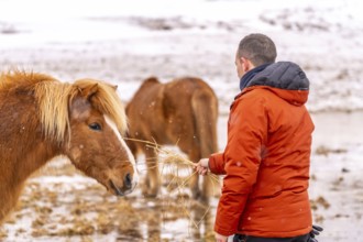 A man feeding horses in winter in Iceland