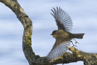 A chiffchaff (Phylloscopus collybita) spreads its wings wide as it takes off from a branch, Hesse,
