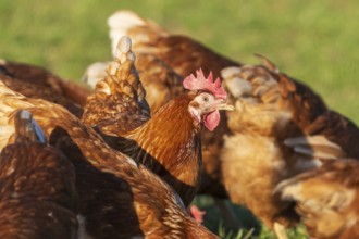 Several brown chickens on a green meadow, in the sunlight, domestic chicken, Rhineland-Palatinate,