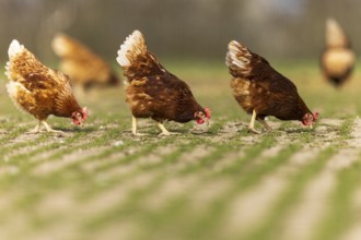 Chickens pecking peacefully in a green meadow, domestic chicken, Rhineland-Palatinate, Germany,