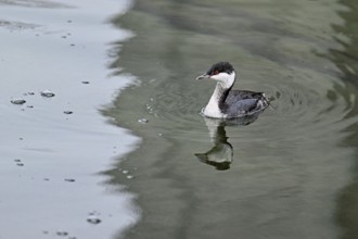 Slavonian Grebe (Podiceps auritus), adult, in adult plumage, winter plumage, swimming in Lake Zug,