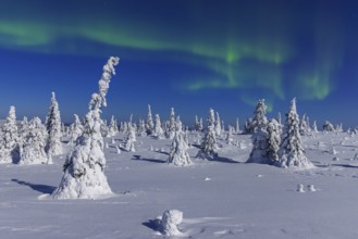 Northern lights, Aurora borealis over snow covered spruce trees on the taiga in winter at night,