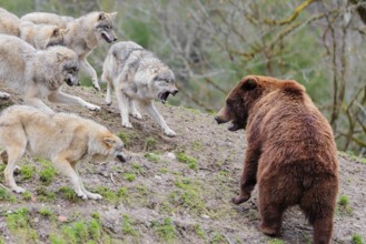A pack of grey wolves (Canis lupus lupus) encounters a European Brown Bear (Ursus arctos arctos)