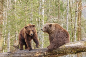 A young male Eurasian brown bear (Ursus arctos arctos) and a female brown bear sit/stand opposite