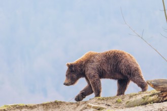 A young male Eurasian brown bear (Ursus arctos arctos) walks across a green meadow in hilly terrain