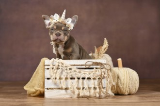 Lilac tan French Bulldog dog puppy with boho style unicorn headband in box in front of brown