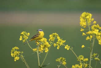 A yellow wagtail sits in spring in a flowering rape field near Frankfurt am Main, Frankfurt am