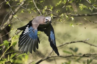 A jay (Garrulus glandarius) flies through the forest with outstretched wings near green leaves,