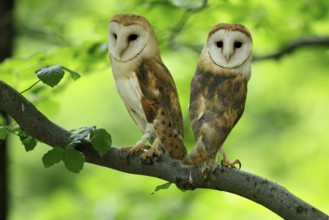 Barn owl (Tyto alba), adult, pair, vigilant, on tree, in summer, Šumava, Czech Republic, Europe