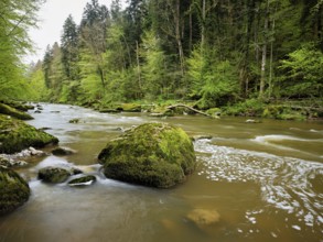 Moss-covered stones on the river Sihl, Sihlsprung, Menzingen, Canton Zug, Switzerland, Europe