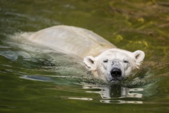 Polar bear (Ursus maritimus) swimming in the water, captive, Germany, Europe