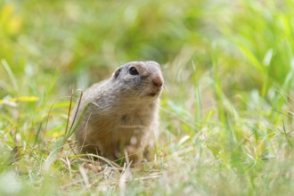 European ground squirrel (Spermophilus citellus) on a meadwo, Bavaria, Germany, Europe