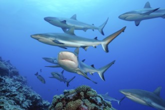 Pack of Grey reef sharks (Carcharhinus amblyrhynchos) Predator Grey reef shark swimming over