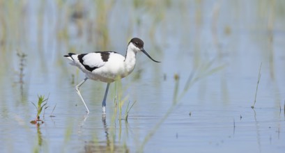 Avocet (Recurvirostra avosetta) adult wader standing in shallow water, Wildlife, Lake