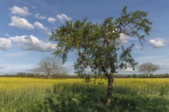 Three trees stand in a field of yellow flowers. The sky is blue with some clouds. The trees are in
