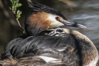 Great Crested Grebe (Podiceps Scalloped ribbonfish) with juvenile, Emsland, Lower Saxony, Germany,