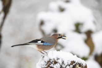 Eurasian jay /Garrulus glandarius) Germany