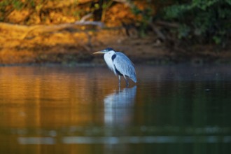 Cocoi Heron (Ardea cocoi) Pantanal Brazil
