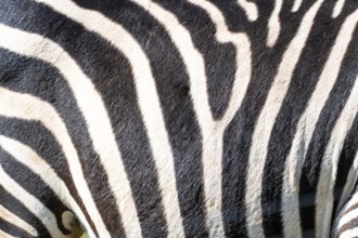 The zebra's stripes are black and white. The stripes are very close together, and the zebra's skin