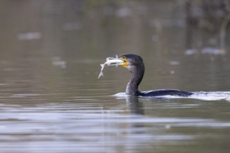 Cormorant (Phalacrocorax carbo) catching fish Germany