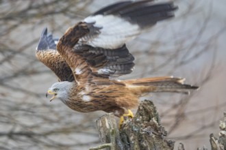 Red kite (Milvus milvus) Germany
