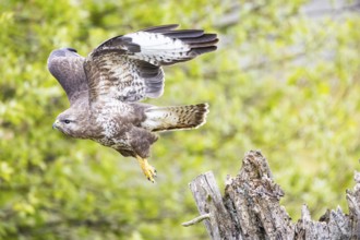 Common buzzard (Buteo buteo) Germany