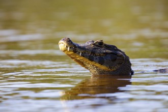 Spectacled caiman (Caiman crocodilius) Pantanal Brazil