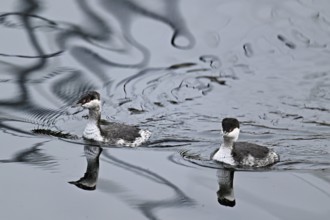 Two Slavonian grebes (Podiceps auritus), adult, in their winter plumage, swimming in Lake Zug,