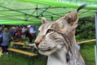 Stuffed lynx (Lynx), exhibit, taxidermy, detail, head portrait, Shepherd and Herding Festival 2017,