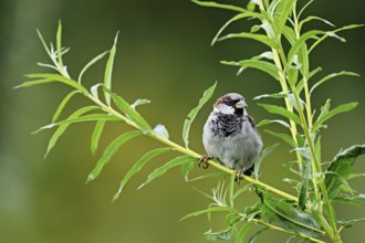 House sparrow (Passer domesticus), male, sitting on a branch, Switzerland, Europe
