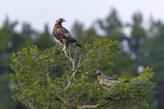 European golden eagles (Aquila chrysaetos chrysaetos), adult pair perched in pine tree in