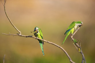 Monk parakeet (Myiopsitta monachus) Pantanal Brazil