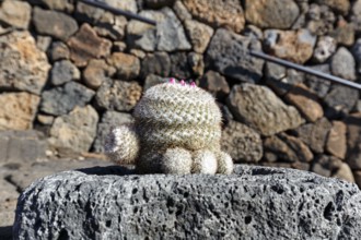 Mammillaria in a lava rock planter, cactus garden, succulent garden Jardín de Cactus, designed by