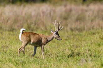 Pampas deer (Ozotoceros bezoarticus) Pantanal Brazil