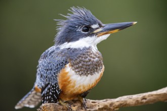 Ringed kingfisher (Ceryle torquata) Pantanal Brazil