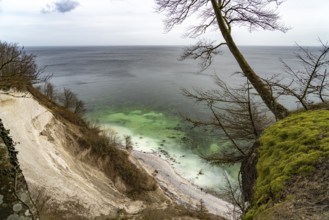 The famous chalk cliffs on the Baltic Sea coast in Jasmund National Park, Ruegen Island,