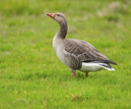 Greylag goose (Anser anser) standing in a meadow, Lower Saxony, Germany, Europe