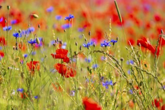 Corn poppy (Papaver rhoeas) and cornflower (Centaurea cyanus) in bloom in a meadow, Saxon
