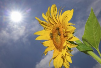 The sun shines down from the sky on a sunflower where some bees are collecting the nectar of the