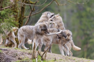 A pack of grey wolves (Canis lupus lupus) playing on a hill and showing social behaviour