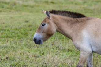 Przewalski's horse (Equus przewalski) capive Germany