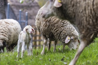 Sheep and young of the Württemberger breed, also known as Merinoland sheep. Sheep pasture on the